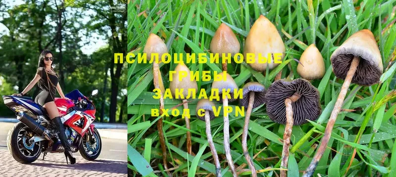 Псилоцибиновые грибы Magic Shrooms  Чебоксары 